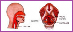 Sound for class 8 CBSE